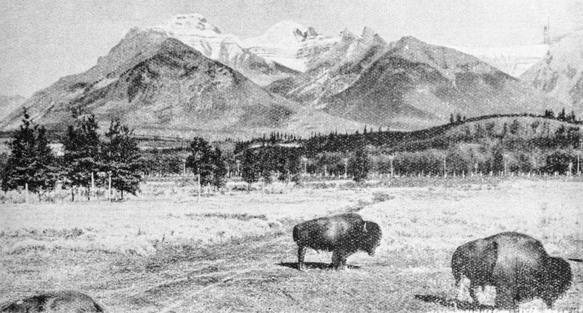 Bison. Banff, Alberta